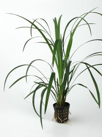 Ophiopogon gigantea in pot